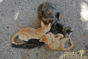 Кошки Черногории