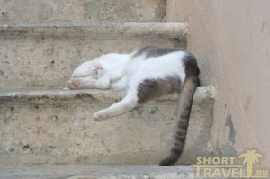 Кошки Черногории