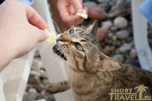 Турецкие кошки любят туристов и откликаются на «пис-пис»
