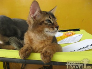 Котенок-сомали