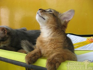 Котенок-сомали