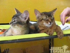 Котята-сомали