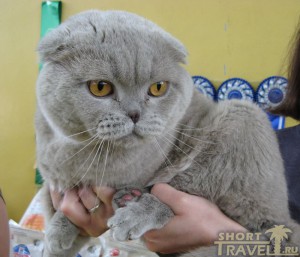 Шотландец Ганя (шотландская вислоухая, цвет – лиловый)