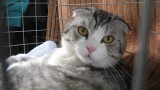 Плюшевое чудо