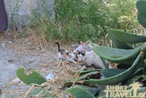  Кактусовые коты
