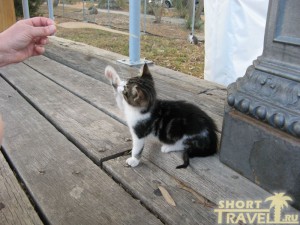  Может, из этого котенка выйдет толк…