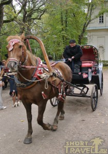 А молодожены тут катаются и на авто, и на лошадках