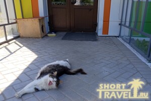 Поющая кошка