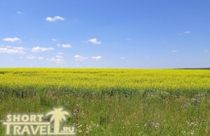 zheltoje_pole_160724