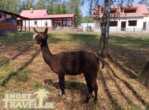 korichnevaja_alpaka_01092024