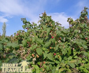 kusty_maliny_26092024