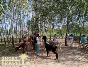 ludi_i_alpaki_01092024