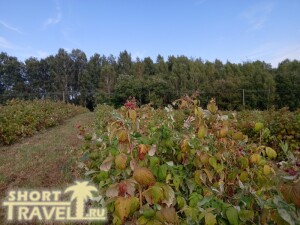 malinovyj_riad_26092024