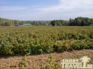 Малиновое поле в 2024 году