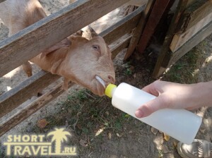 vkusnoe_molochko_01092024