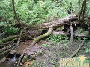 03_zhivopisnyje_brevna_180626